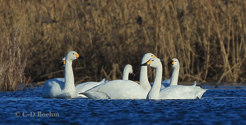 02 Zwergschwan 08.01.2018 m.K