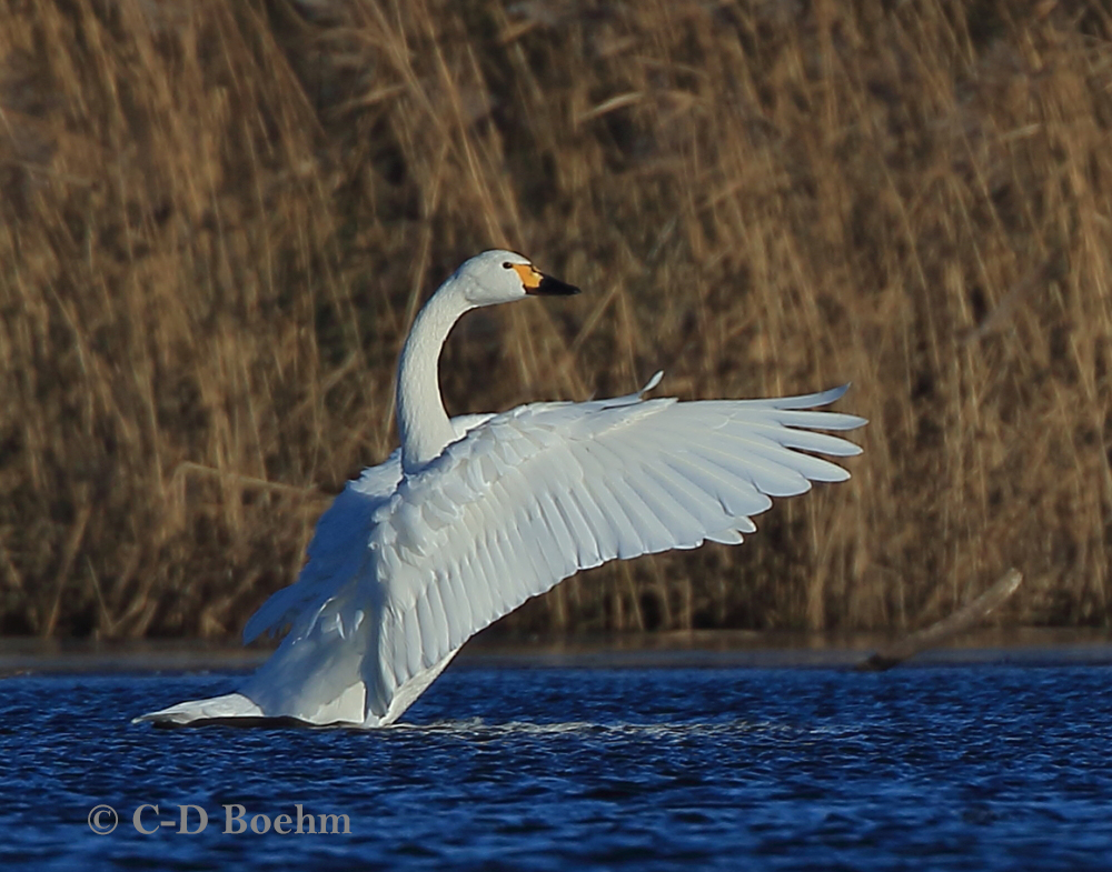 03 Zwergschwan 08.01.2018 m.K