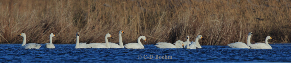 04 Zwergschwan 08.01.2018