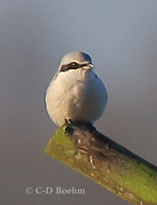 12 Raubwuerger 08.01.2018 m.K