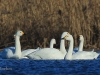 02 Zwergschwan 08.01.2018 m.K