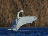 03 Zwergschwan 08.01.2018 m.K
