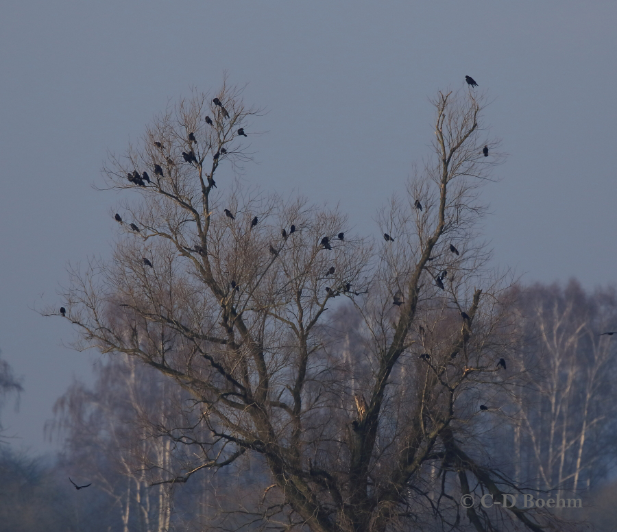 02 Kraehen u.Raben. 11.01.2018 m.K