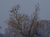 02 Kraehen u.Raben. 11.01.2018 m.K