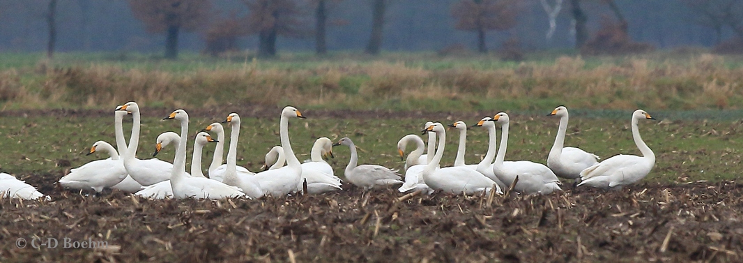 01 Sing-u. Zwergschw. 15.01.2018 m.K-k