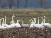 01 Sing-u. Zwergschw. 15.01.2018 m.K-k