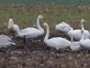 04 Sing-u. Zwergschw. 15.01.2018 m.K-k
