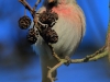 05. Polarbirkenzeisig 06.02.2018 m.K