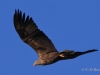 15 Seeadler 06.02.2018 m.K