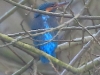 02 Eisvogel 08.02.2018 m.K