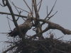 04 Seeadler 26.03.2018