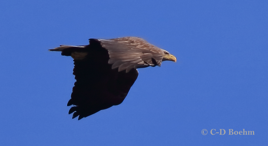 06 Seeadler ad 30.03.2018 m.K