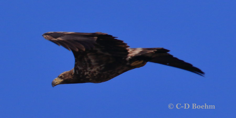 07 Seeadler K2 30.03.2018 m.K