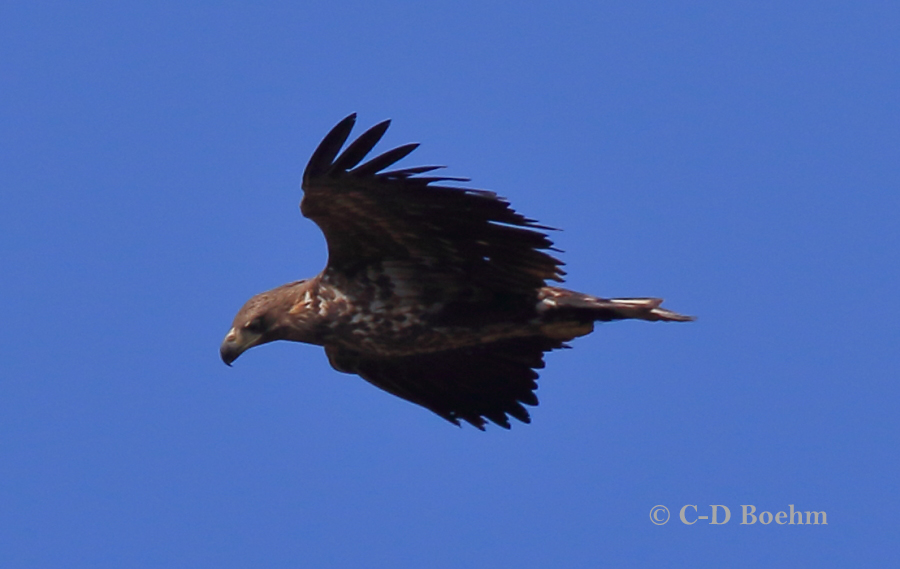 08 Seeadler K2 30.03.2018 m.K