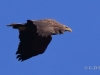 06 Seeadler ad 30.03.2018 m.K