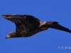 07 Seeadler K2 30.03.2018 m.K