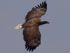 01 Seeadler ad 23.04.2018 m.K