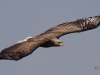 03 Seeadler ad 23.04.2018 m.K