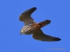 04 Baumfalke ad 23.04.2018 m.K