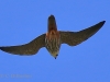 05 Baumfalke ad 23.04.2018 m.K