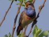 02 Blaukehlchen 27.04.2018 m.K