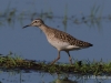 05 Bruchwasserlaeufer 09.05.2018 m.K