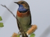 03 Blaukehlchen 11.05.2018 m.K