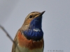 04 Blaukehlchen 11.05.2018 m.K