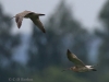 05 Großer Brachvogel 11.05.2018 m.K