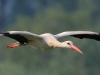 08 Weißstorch 15.05.2018 m.K