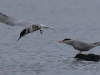 05 Flußseeschwalben 16.05.2018 m.K