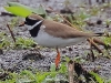 06 Sandregenpfeifer16.05.2018 m.K