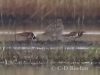 08 Steinwaelzer Paar16.05.2018 m.K