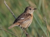 04 Schwarzkehlchen w.   22.05.2018 m.K