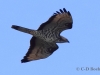 01 Wespenbussard 26.05.2018 m.K