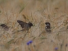 01 Haussperlinge 11.06.2018 m.K