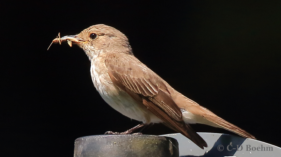 01 Grauschnaepper 16.07.2018 m.K