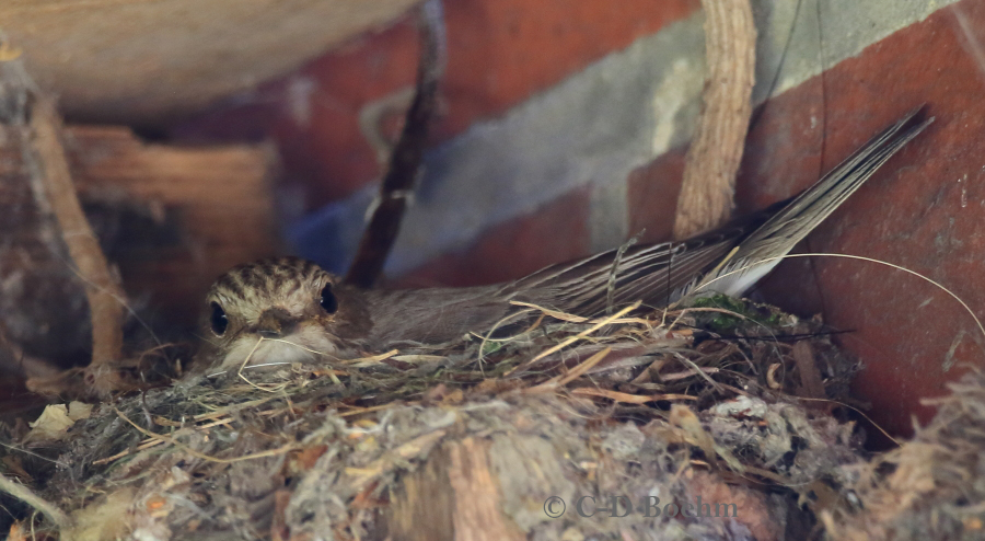 02 Grauschnaepper 16.07.2018 m.K