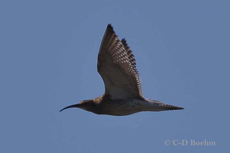 04 Regenbrachvogel 16.07.2018 m.K