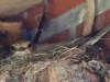 02 Grauschnaepper 16.07.2018 m.K