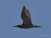 04 Regenbrachvogel 16.07.2018 m.K