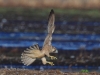 02 Wanderfalke w. JK 18.07.2018 m.K