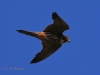 03 Baumfalke  18.07.2018 m.K