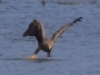 03 Seeadler ad 31.08.2018