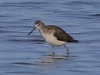 05 Gruenschenkel SK 31.08.2018