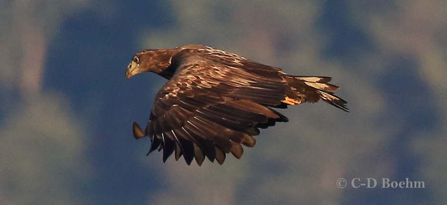 01 Seeadler 15.09.2018 m.K