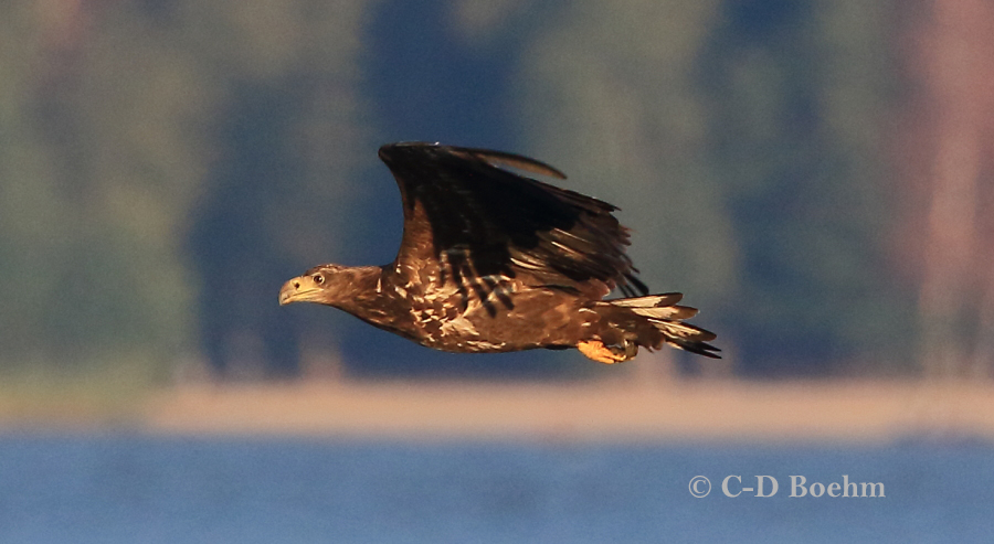 02 Seeadler 15.09.2018 m.K