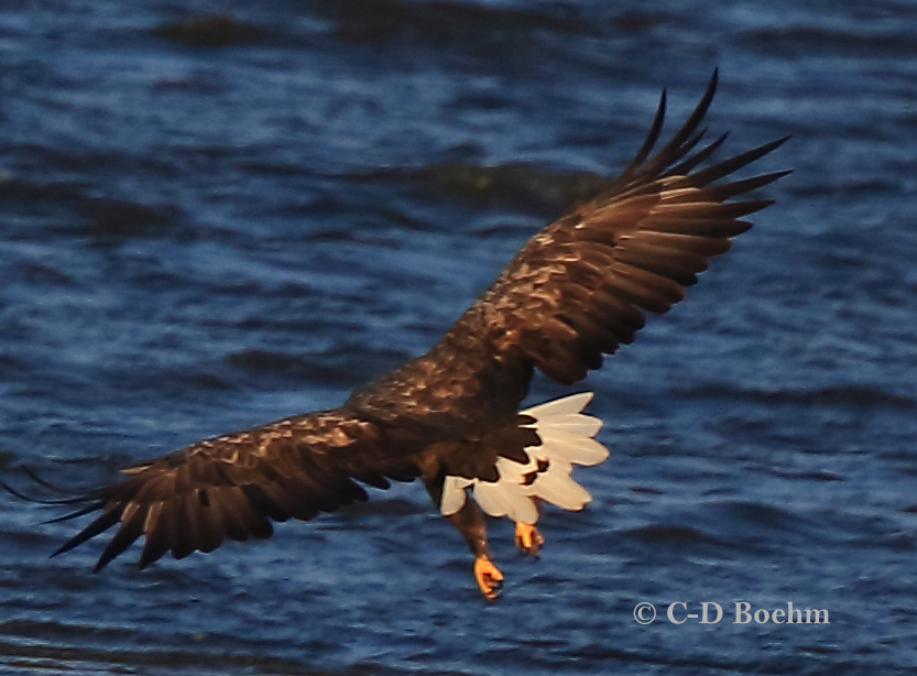 03 Seeadler  ad 15.09.2018 m.K