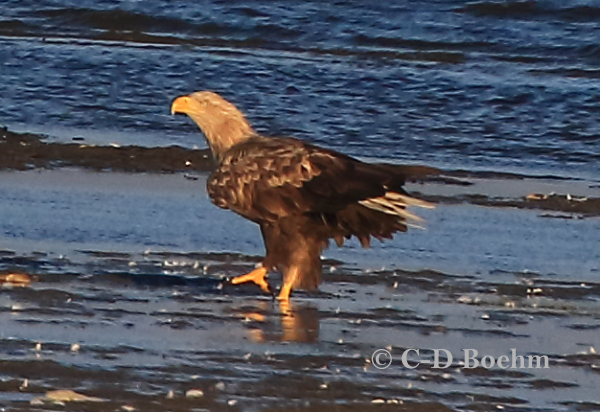 04 Seeadler  ad 15.09.2018  m.K