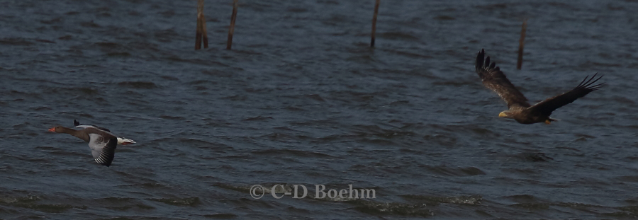05 Seeadler  ad 15.09.2018 m.K